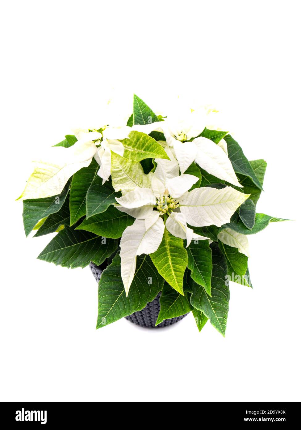 Plante de poinsettia blanche isolée sur fond blanc Photo Stock - Alamy