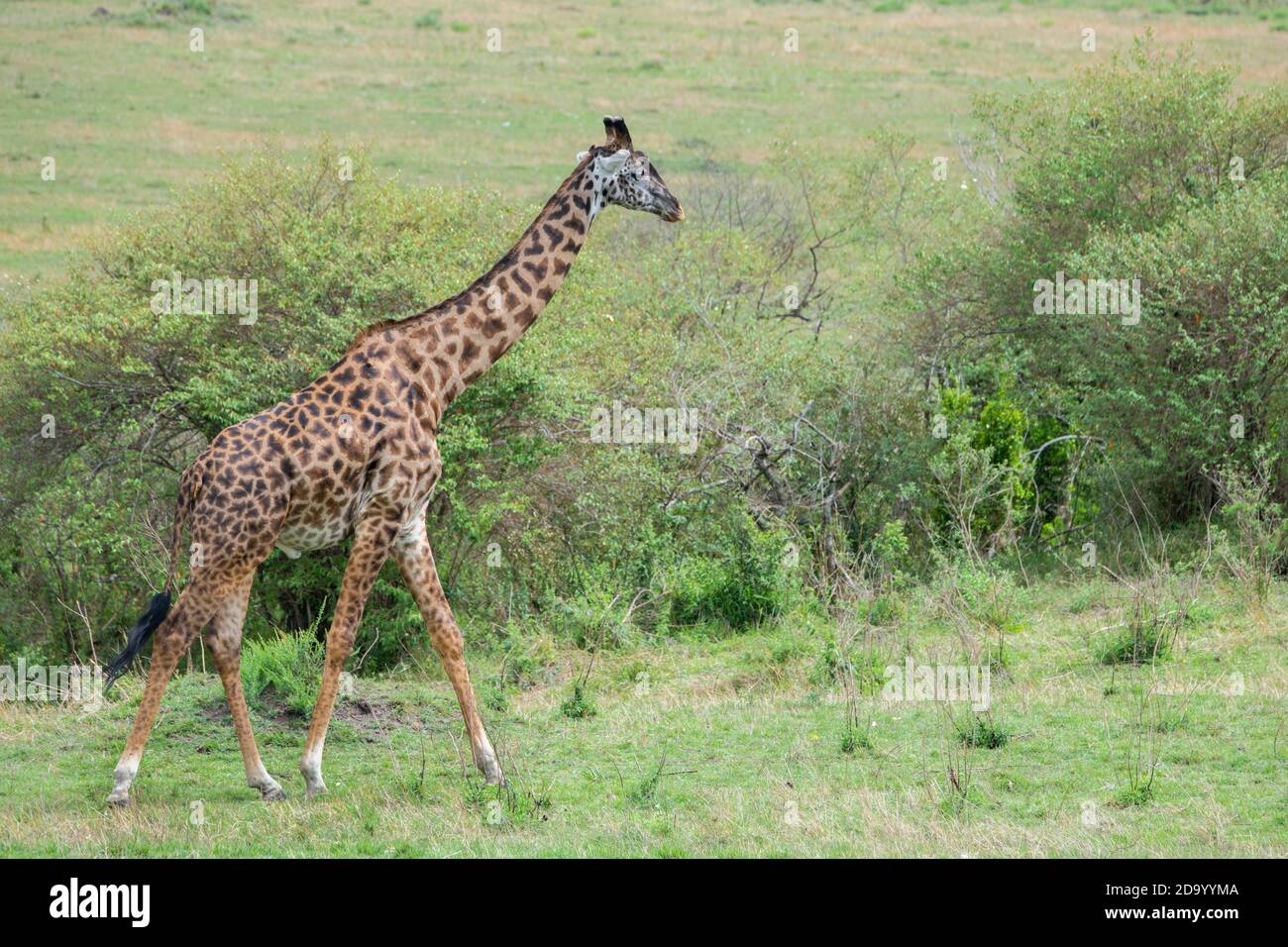 Afrique, Kenya, plaines du Serengeti du Nord, Maasai Mara. Girafe Masai mâle, alias Maasai ou Kilimanjaro girafe, la plus grande sous-espèce (SAUVAGE : Giraffa camelo Banque D'Images
