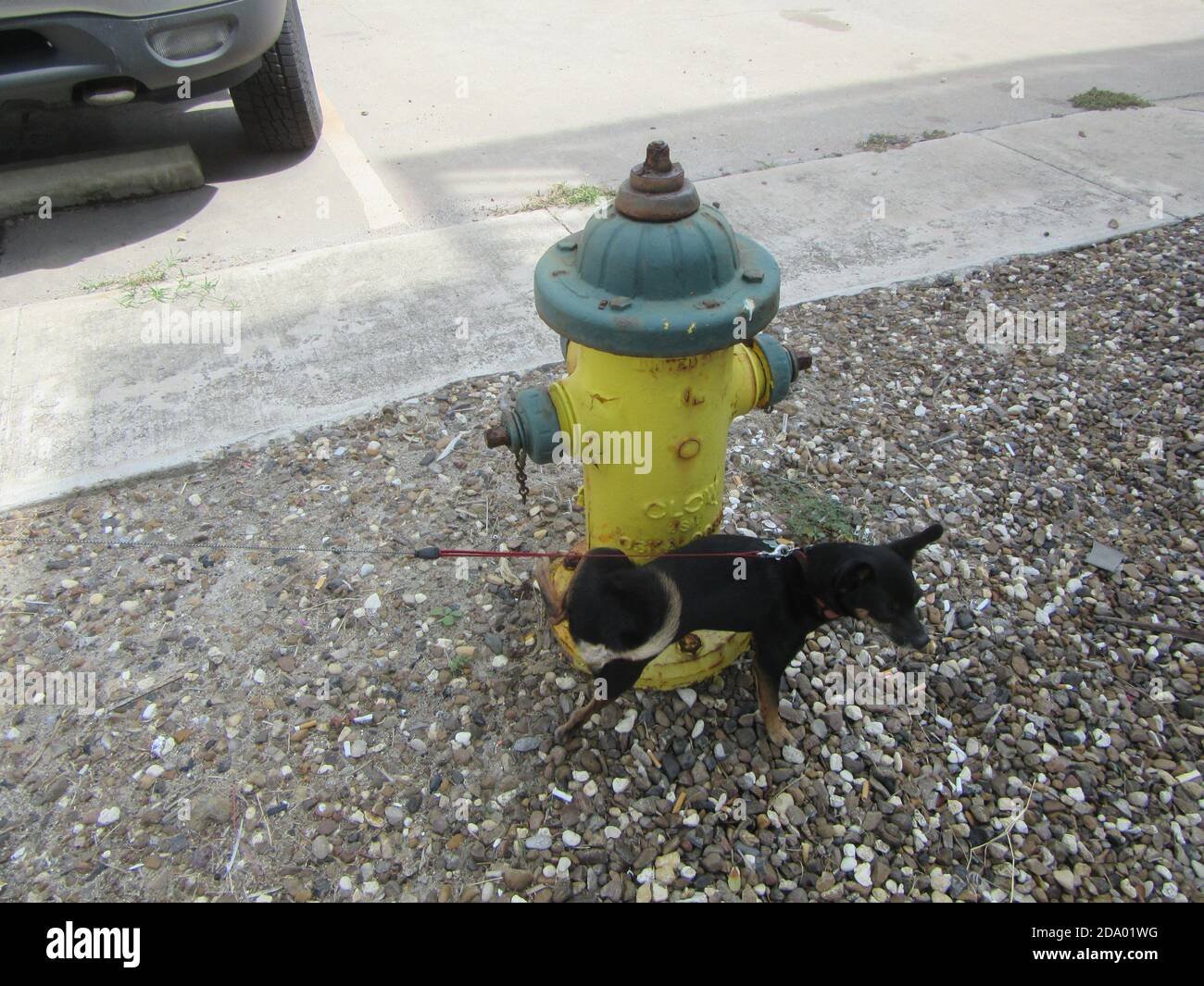 Un petit chien qui le fait est chose sur un feu de ville borne d'alimentation ou prise Banque D'Images