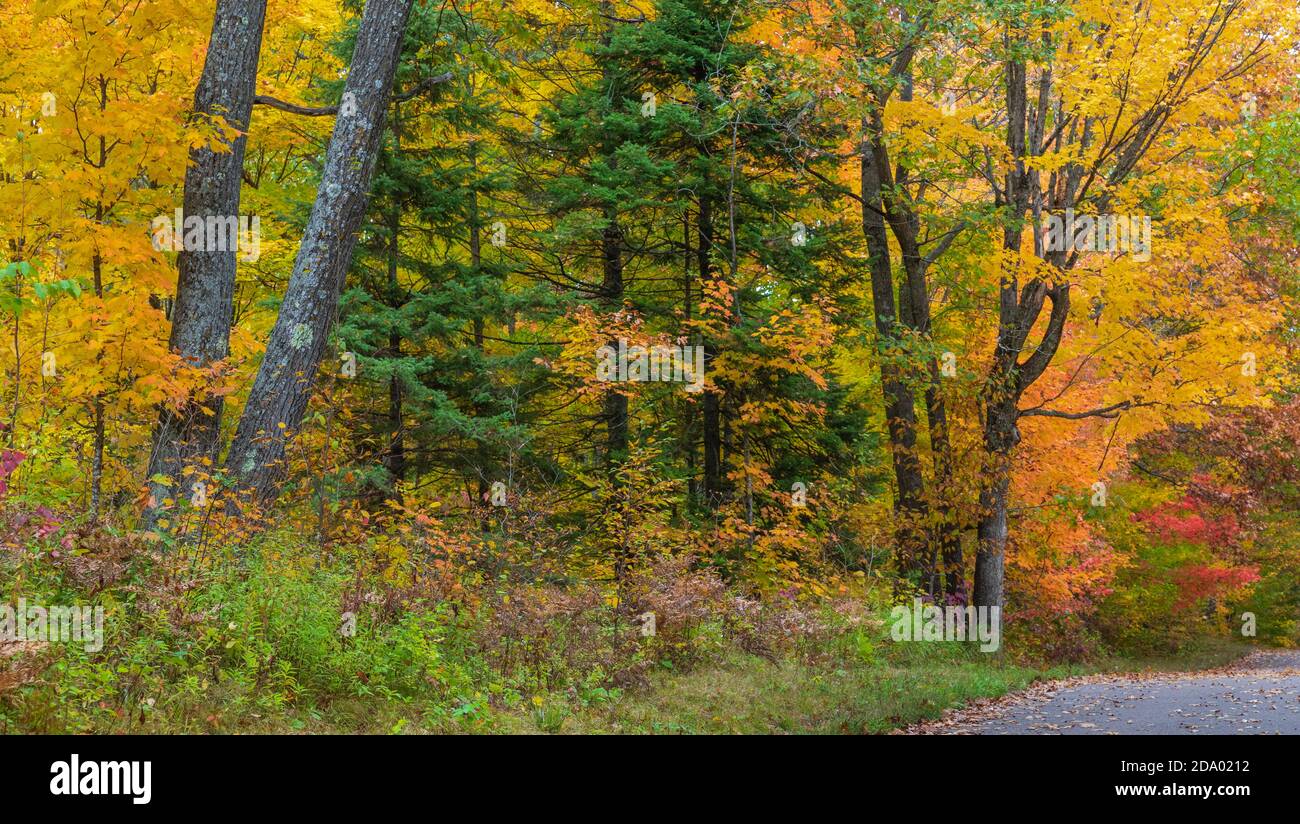 Forêt d'automne dans le nord du Wisconsin. Banque D'Images