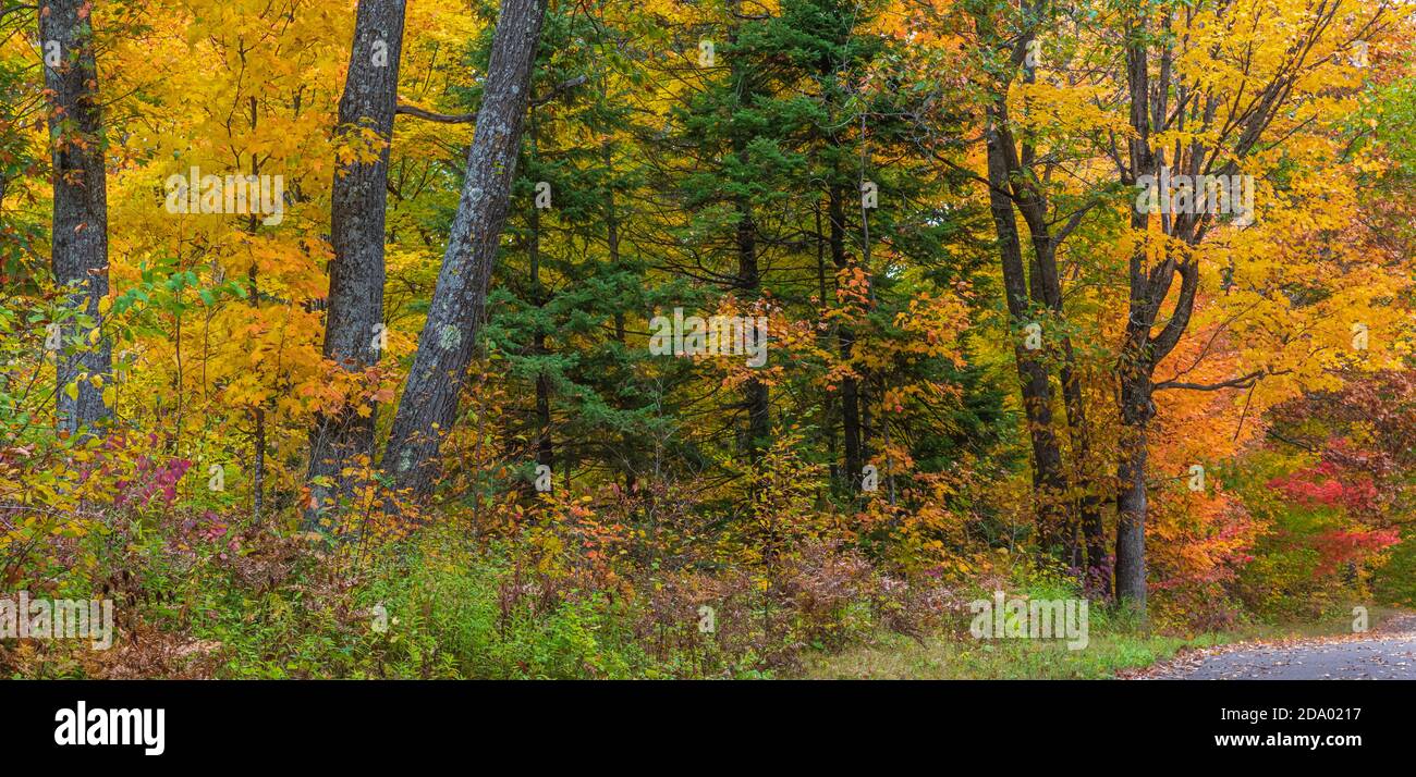 Forêt d'automne dans le nord du Wisconsin. Banque D'Images