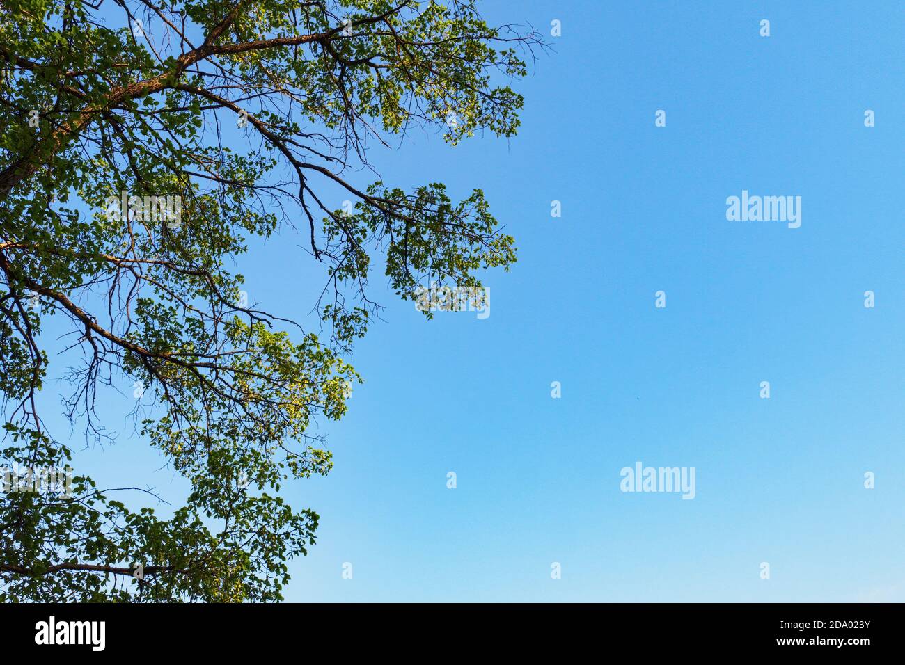 Branches d'arbre avec feuilles vertes sur fond de ciel bleu, espace de copie. Banque D'Images
