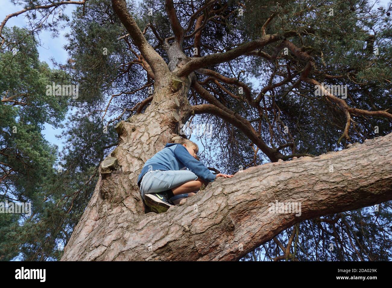 Grimper aux arbres Banque D'Images