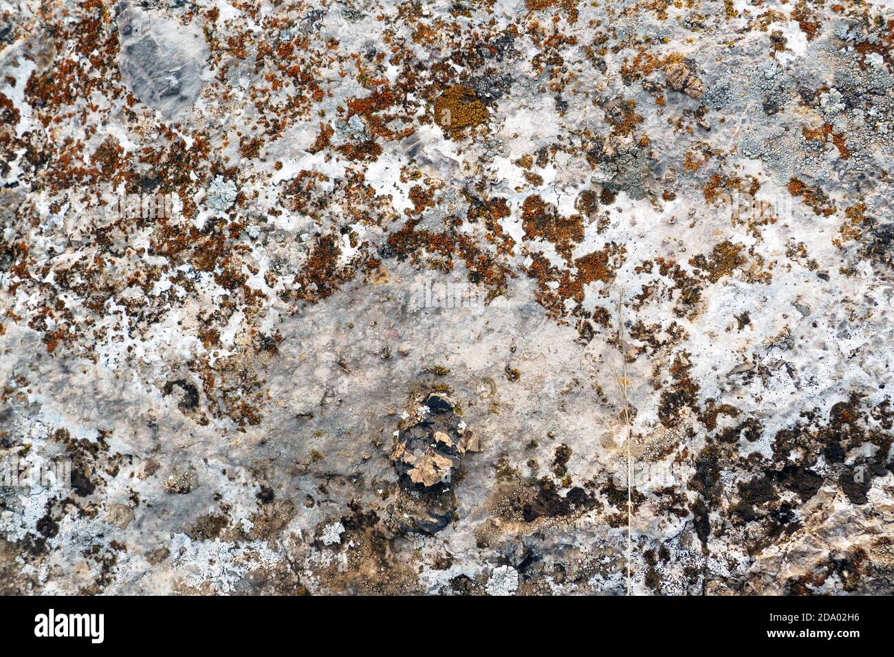 Gros plan de pierre naturelle grise avec mousse et lichen, arrière-plan abstrait Banque D'Images