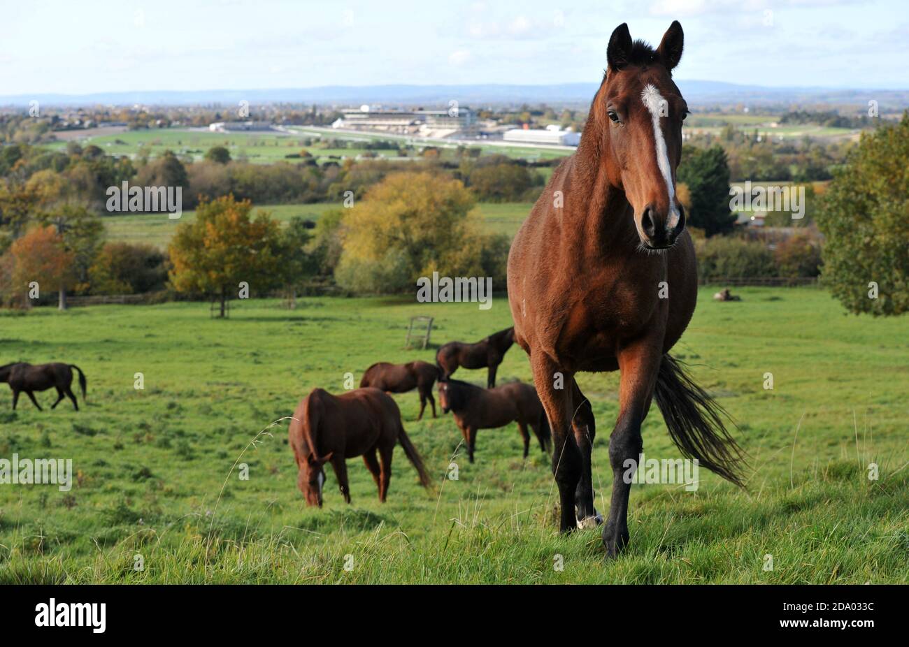 Chevaux dans un champ sur Cleeve Hill surplombant Cheltenham Racecourse (Prestbury Park), Gloucestershire Banque D'Images