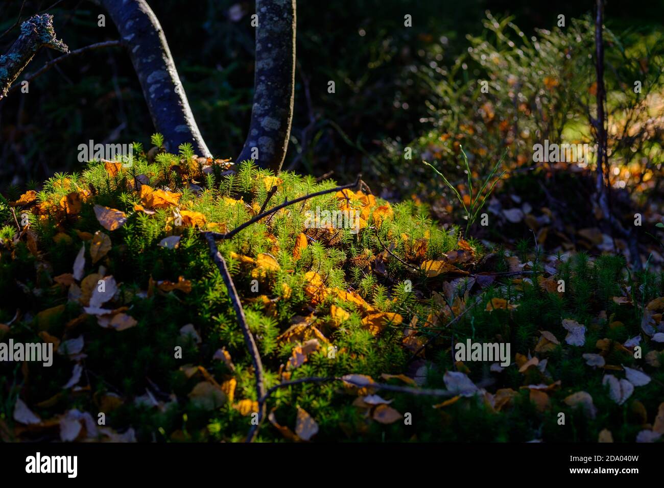 pin de montagne (pinus mugo) forêt dans la réserve naturelle de la partie supérieure de l'autriche tanner moor près liebenau Banque D'Images