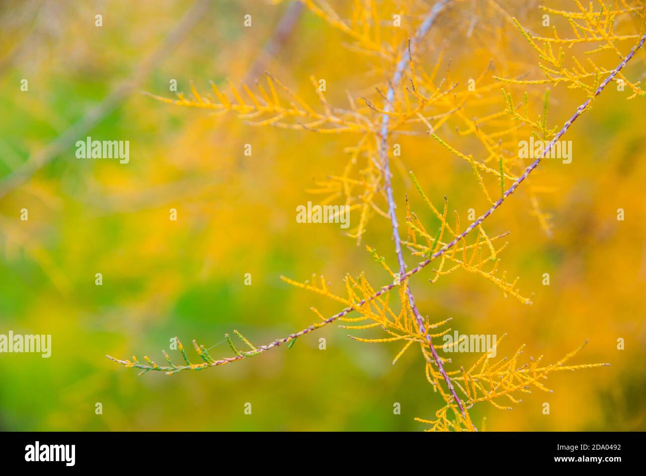 Plante en automne. Banque D'Images