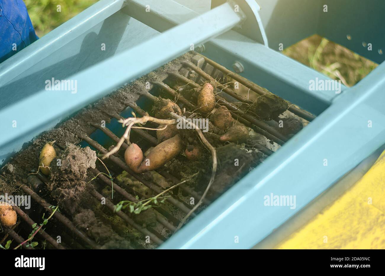 Les tubercules de pomme de terre sont creusés hors du sol sur un tapis  roulant de machine d'excavation. Récolte de légumes dans le champ agricole.  Agriculture, agriculture. Co Photo Stock - Alamy