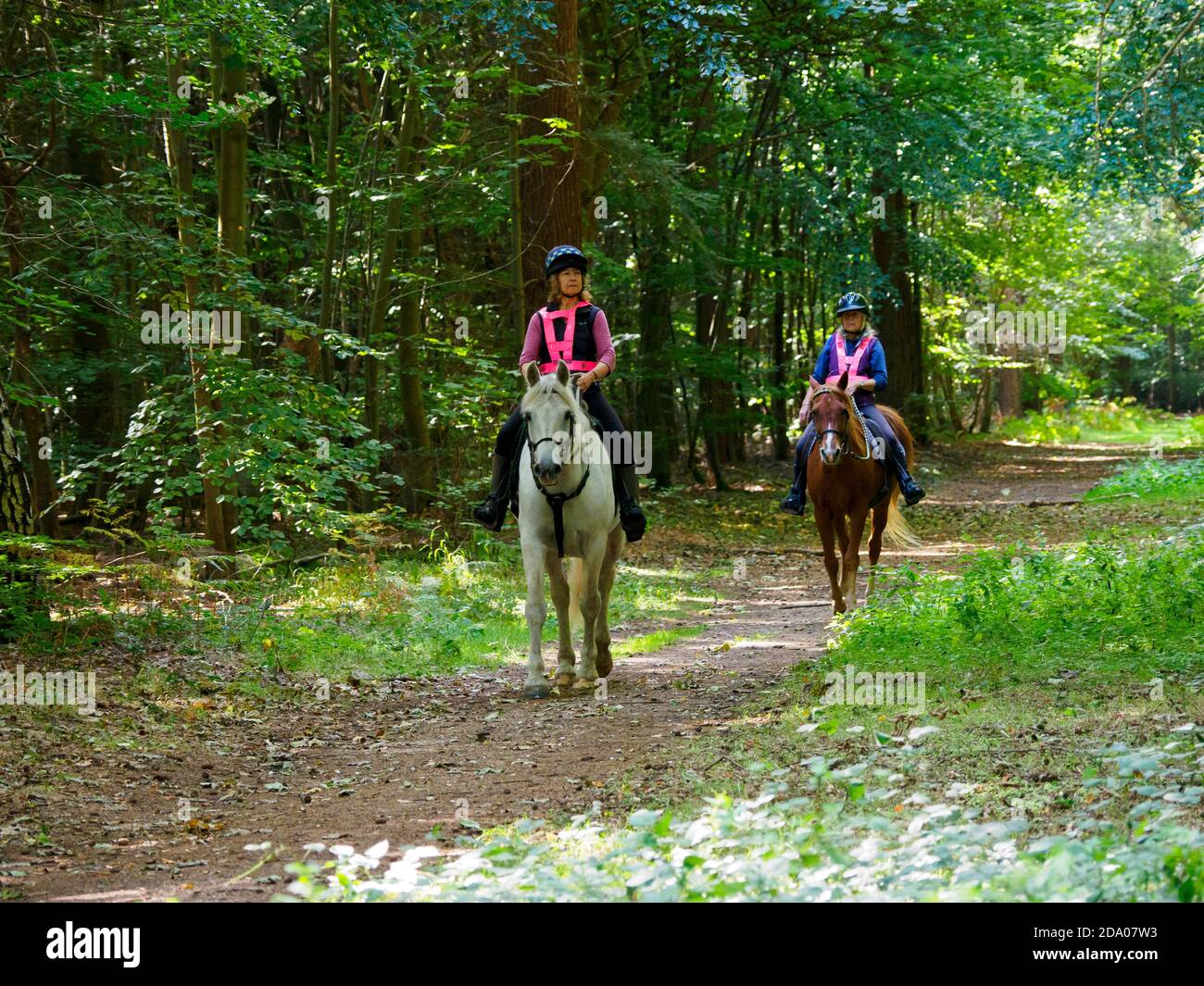 Équitation dans la forêt de Thetford, Norfolk, Royaume-Uni Banque D'Images
