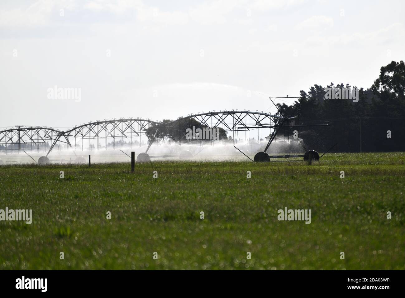 Irrigation saupoudrer eau pâturage laitier à Canterbury, en Nouvelle-Zélande, où l'approvisionnement en eau est devenu une question controversée Banque D'Images