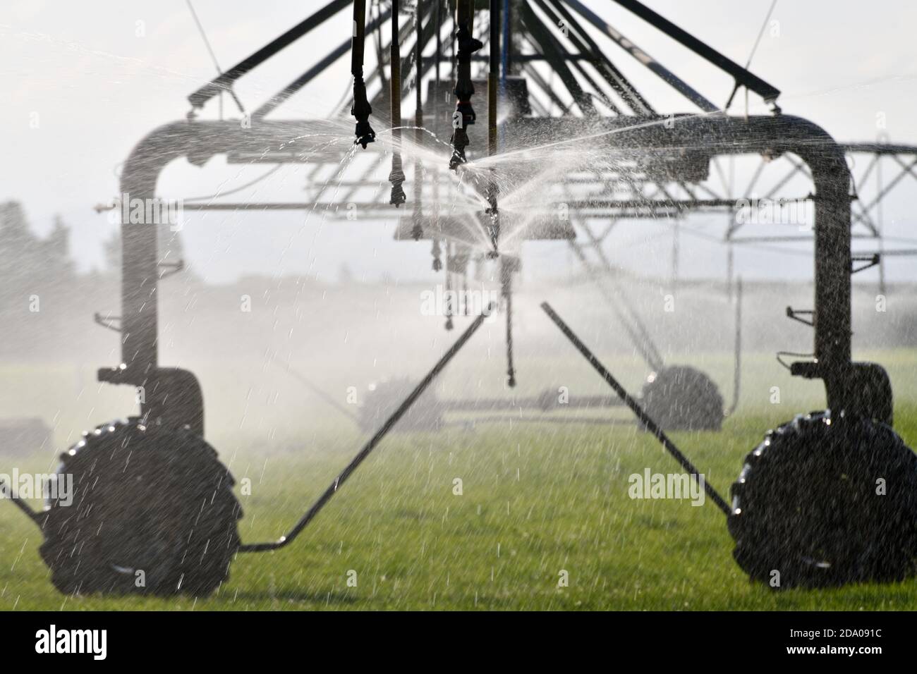 Irrigation saupoudrer eau pâturage laitier à Canterbury, en Nouvelle-Zélande, où l'approvisionnement en eau est devenu une question controversée Banque D'Images