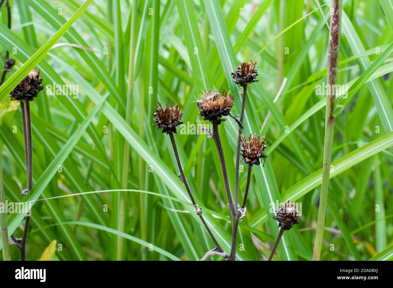 fleurs sauvages de cheval dans un jardin à côté de l'herbe ornementale Banque D'Images