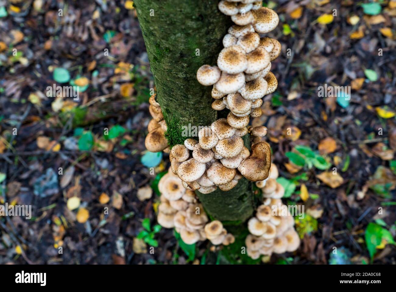 Les agarics de miel poussent dans la forêt sur un arbre Banque D'Images