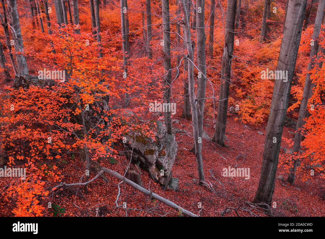 Couleurs vives d'une forêt de hêtres en automne. Banque D'Images
