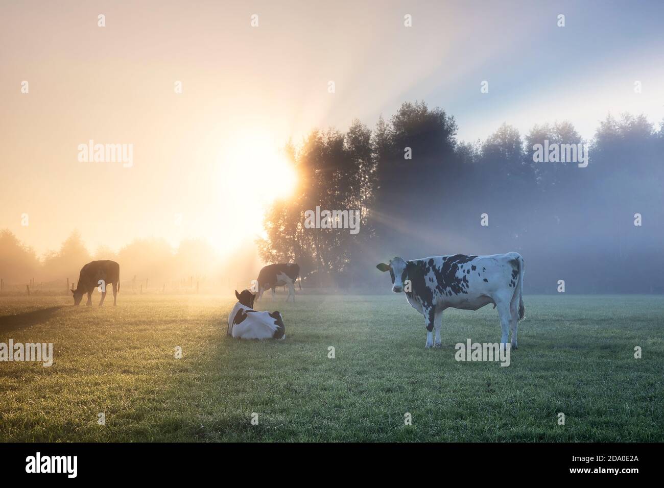 Vaches en pâturage brumeux en été, pays-Bas Banque D'Images