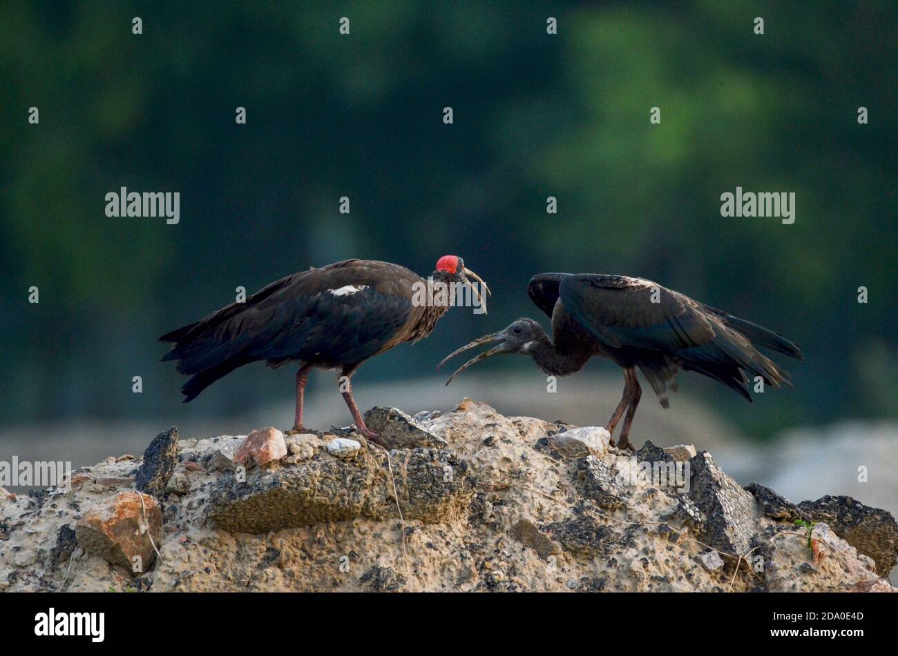 Ibis à naped rouge, Noida, Inde - 02 septembre 2019 : un bébé ibis à naped rouge (Pseudibis papillosa) demandant à maman de donner de la nourriture à Noida, Uttar Prade Banque D'Images