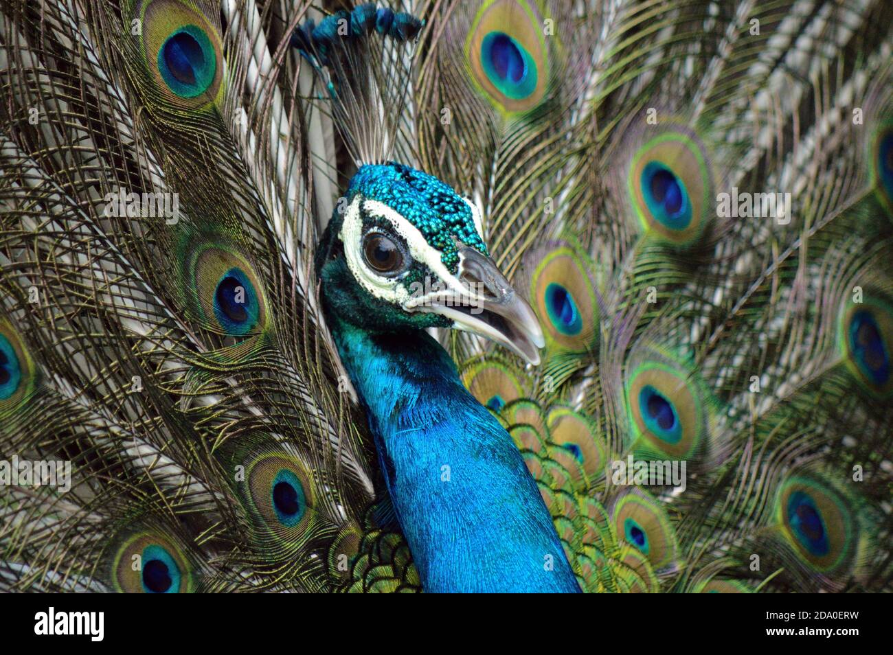 Peacock pose pour une photo Banque D'Images Peacock pose pour une photo Banque D'Images