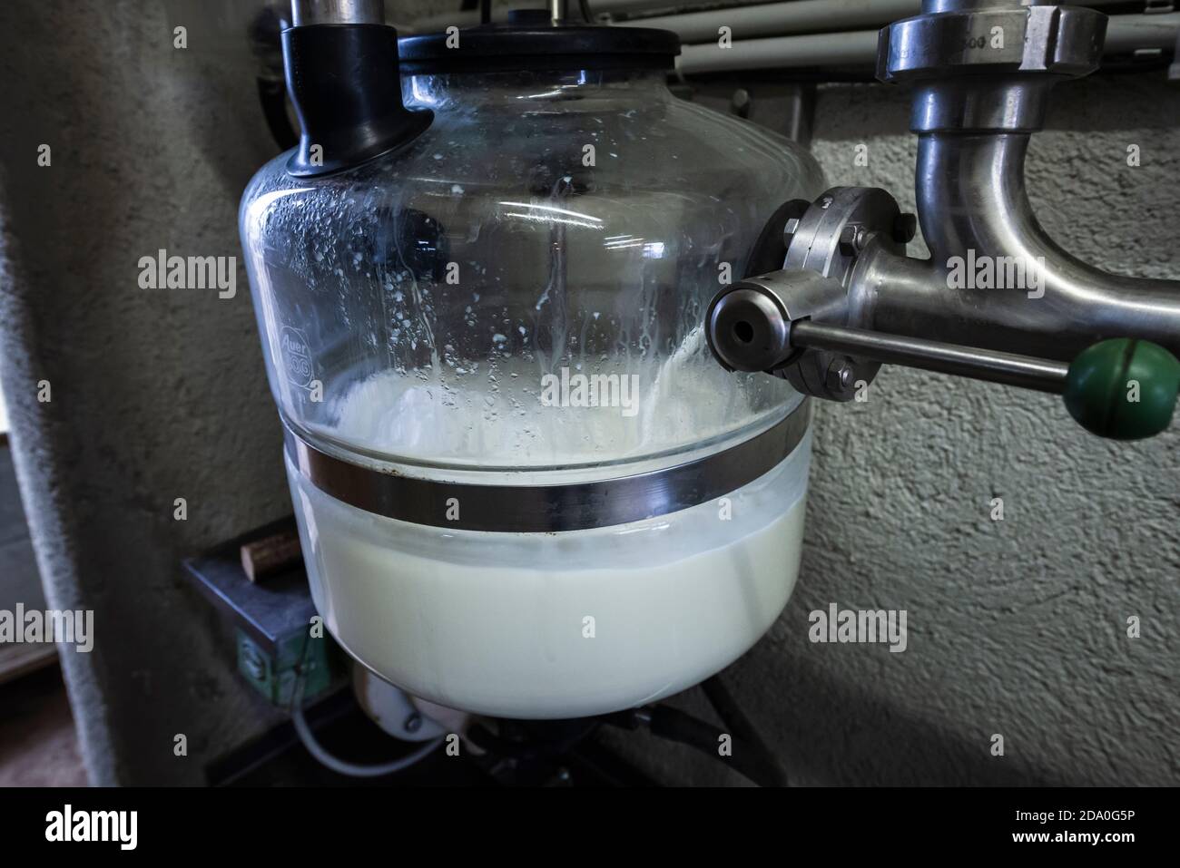 Le lait coule pendant la traite à travers des tuyaux dans un récipient en verre pour le filtrage, Ackernalm, Tyrol, Autriche Banque D'Images