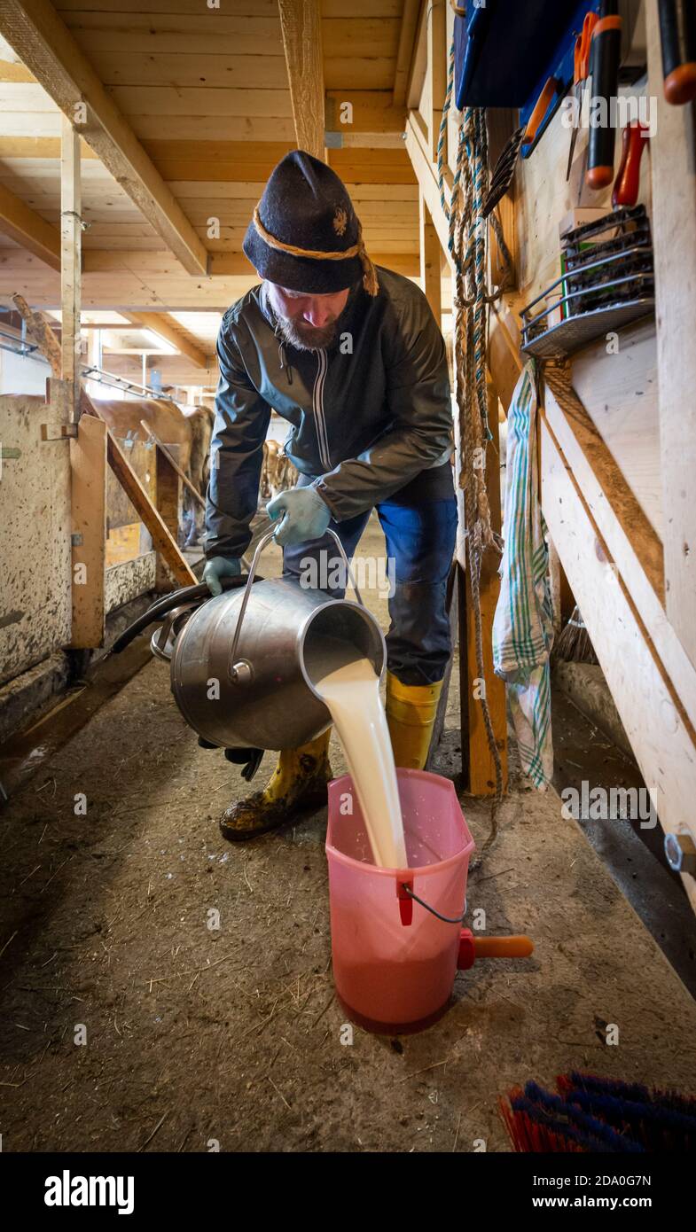 Un fermier verse du lait à partir d'une canette en acier inoxydable dans un seau pour un veau, Ackernalm, Tyrol, Autriche Banque D'Images