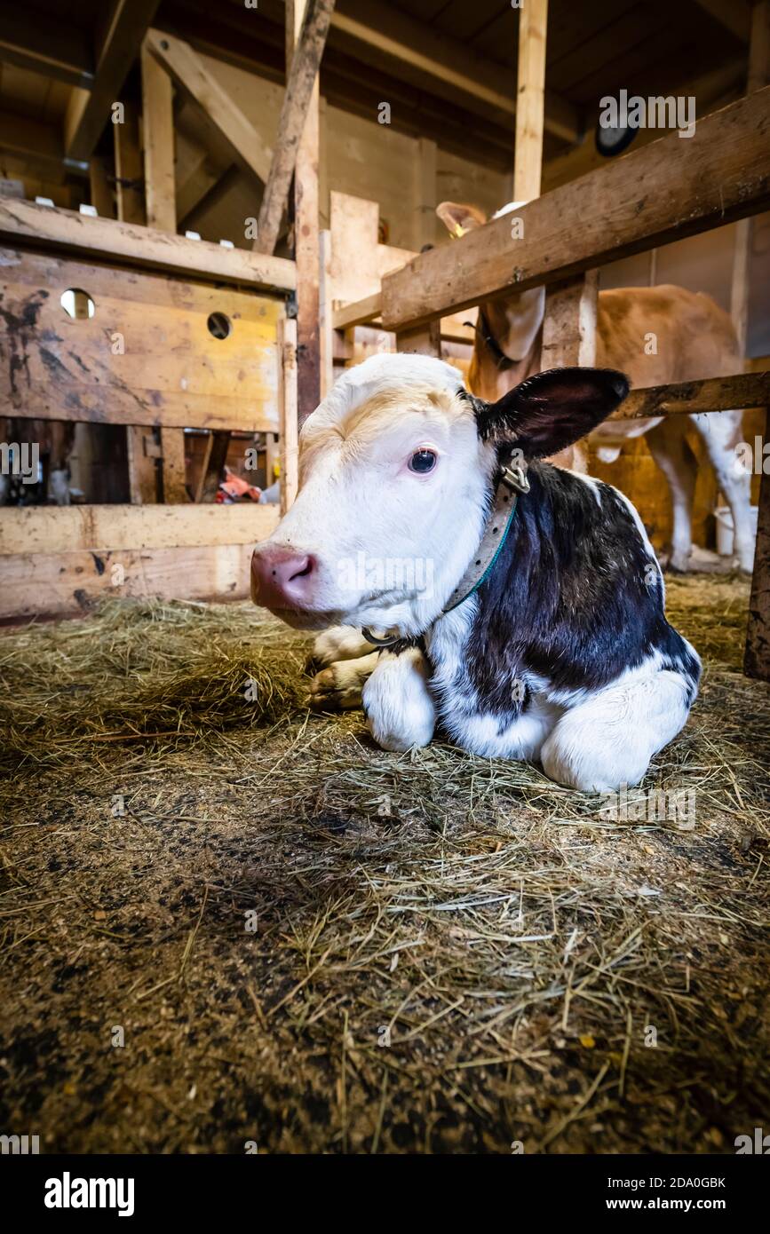 Un veau tacheté noir et blanc d'une semaine se trouve en paille sur le sol d'une grange à vaches, Ackernalm, Tyrol, Autriche Banque D'Images