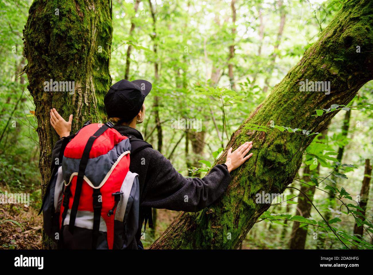 Vue arrière de la femme voyageur avec sac à dos touchant les arbres de mousse dedans Monte Cabezon Monument naturel de Sequoias et de loin Banque D'Images
