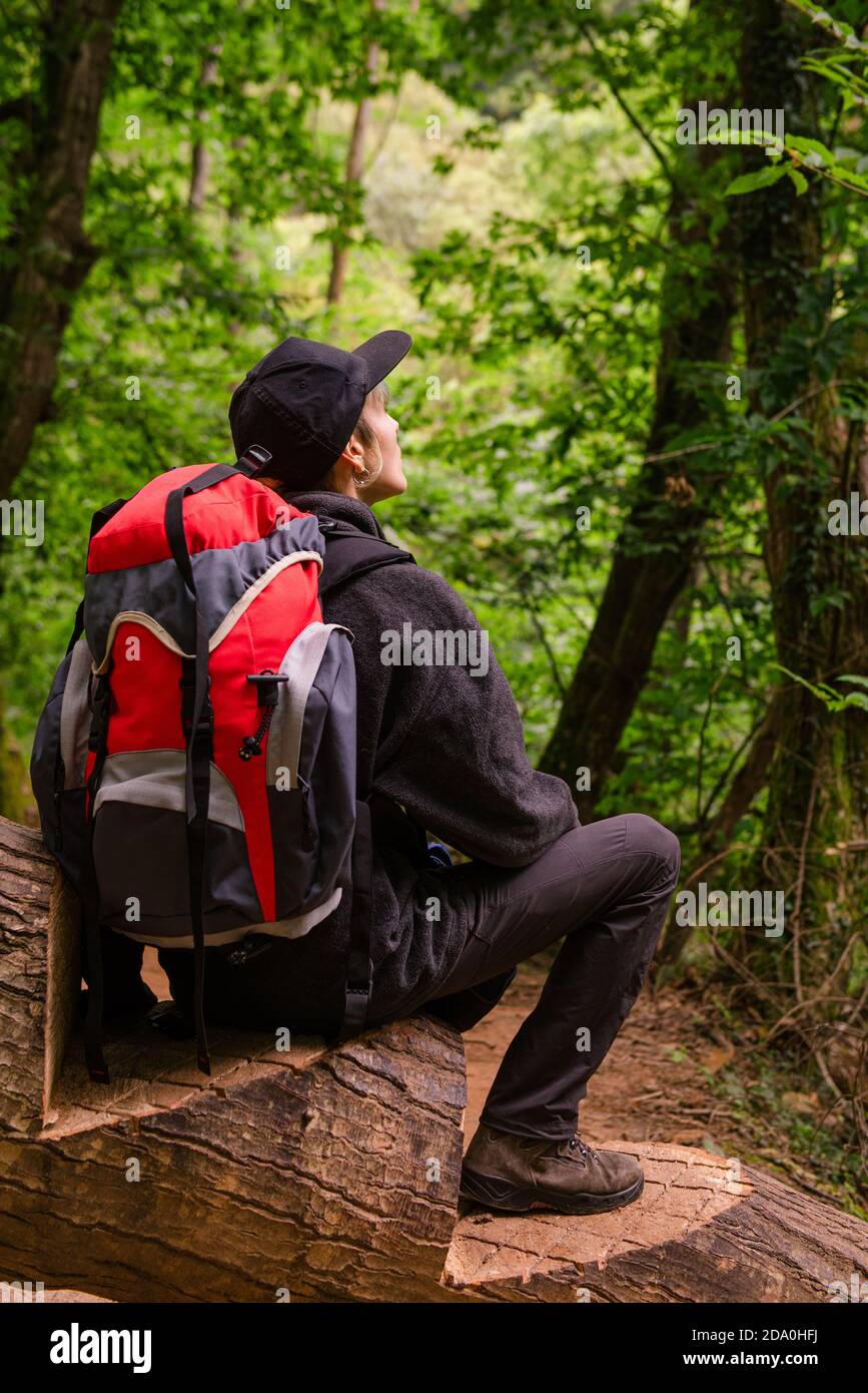 Vue arrière du touriste anonyme avec sac à dos sur la piste Dans les bois de Monte Cabezon Monument naturel de Sequoias dans Cantabrie et scénographie Banque D'Images