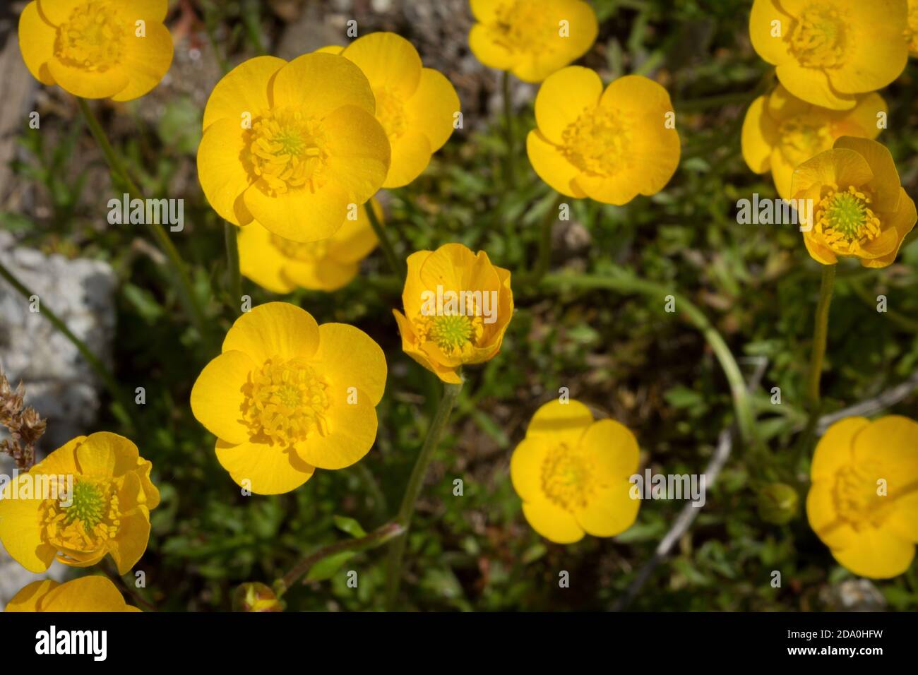 Gros plan de fleurs de montagne jaune vif. Banque D'Images