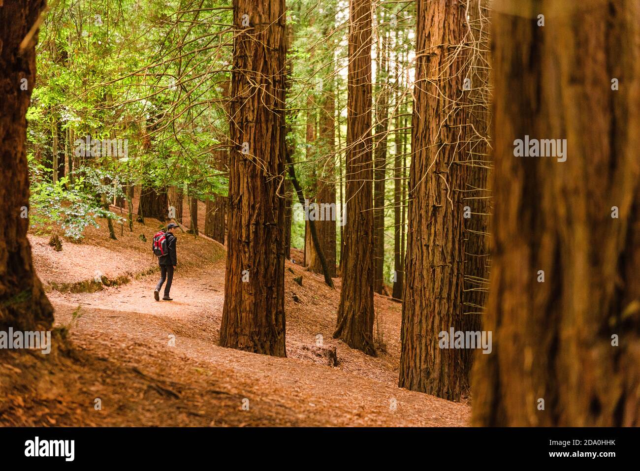 Vue arrière grand angle de touriste anonyme avec marche à dos Sur la piste dans les bois de Monte Cabezon Monument naturel de Sequoias en Cantabrie et à admir Banque D'Images