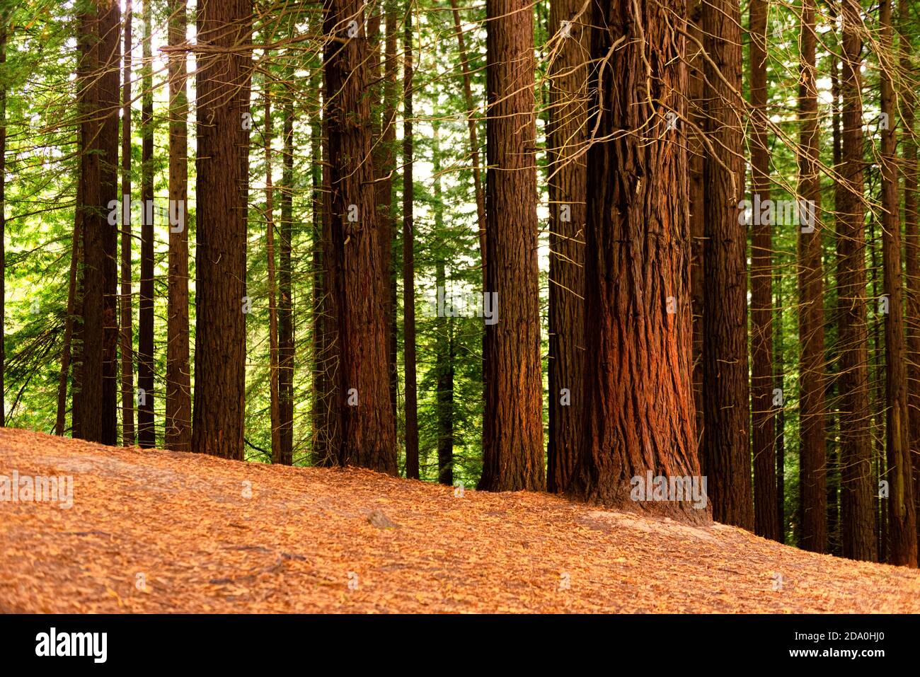 Arbres géants en pente dans le monument naturel de Monte Cabezon De Sequoias en Cantabrie Banque D'Images