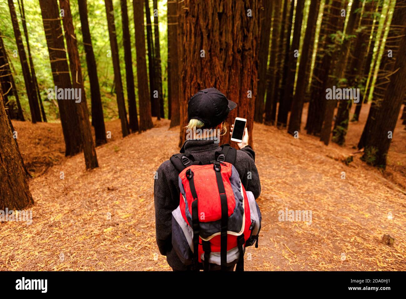 Vue arrière en grand angle du voyageur avec sac à dos à l'intérieur Forêt de Monte Cabezon Monument naturel des Sequoias en utilisant smartphone et navigation Banque D'Images