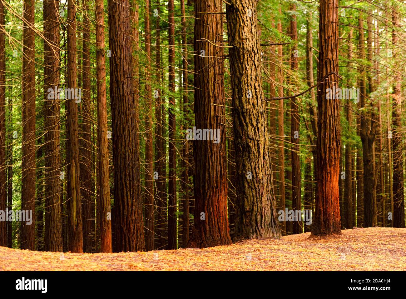 Arbres géants en pente dans le monument naturel de Monte Cabezon De Sequoias en Cantabrie Banque D'Images