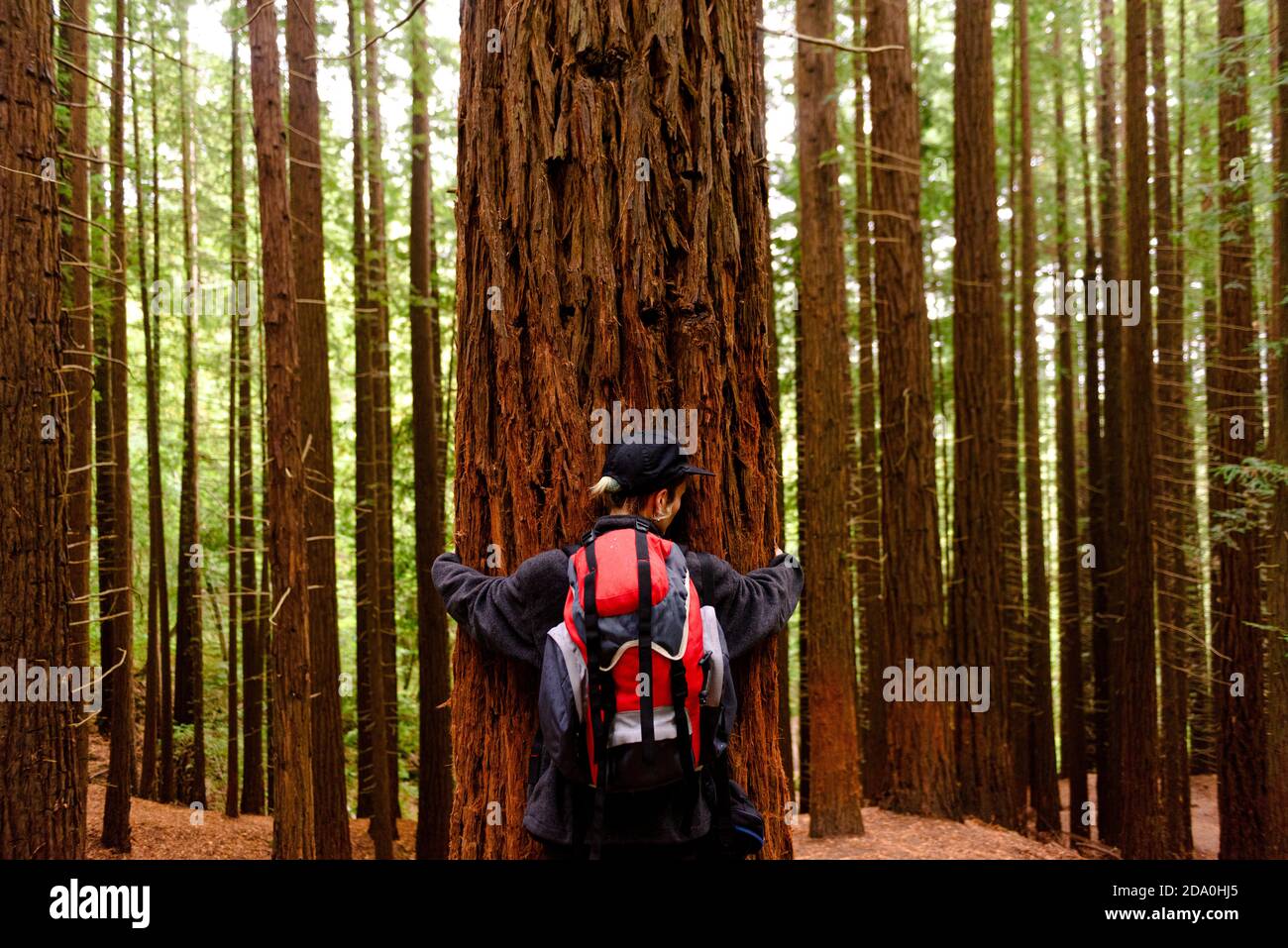 Vue arrière de la touriste femelle debout près d'un immense arbre dans Monte Cabezon Monument naturel des Sequoias Banque D'Images