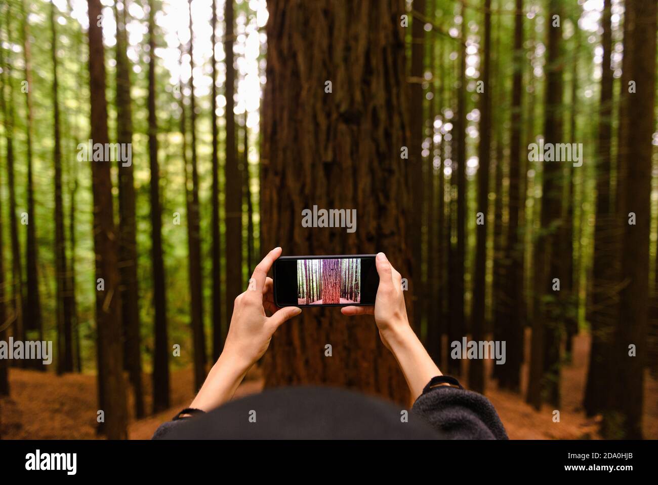 Touriste méconnaissable avec un smartphone qui prend la photo d'un immense arbre pendant Vacances à Monte Cabezon Monument naturel des Sequoias en été Banque D'Images