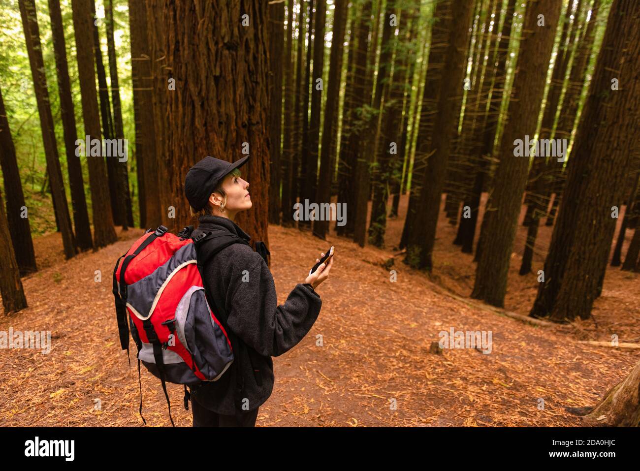 Vue latérale en grand angle du voyageur avec sac à dos debout Forêt de Monte Cabezon Monument naturel des Sequoias en utilisant smartphone et navigation Banque D'Images