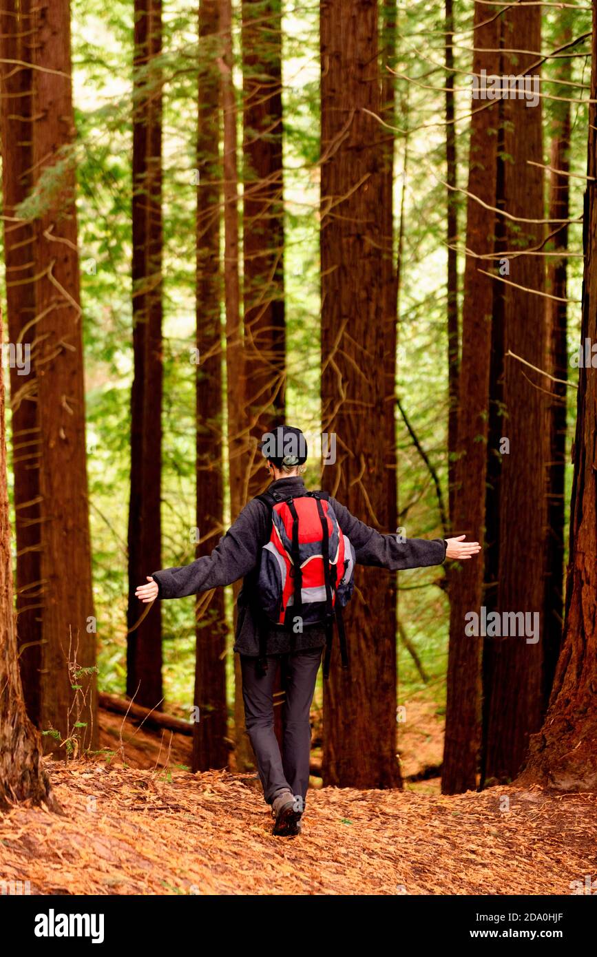 Vue arrière de touristes méconnaissables debout dans des bois avec débordés Armes et profiter de la liberté dans Monte Cabezon Monument naturel de Séquoias pendant Banque D'Images