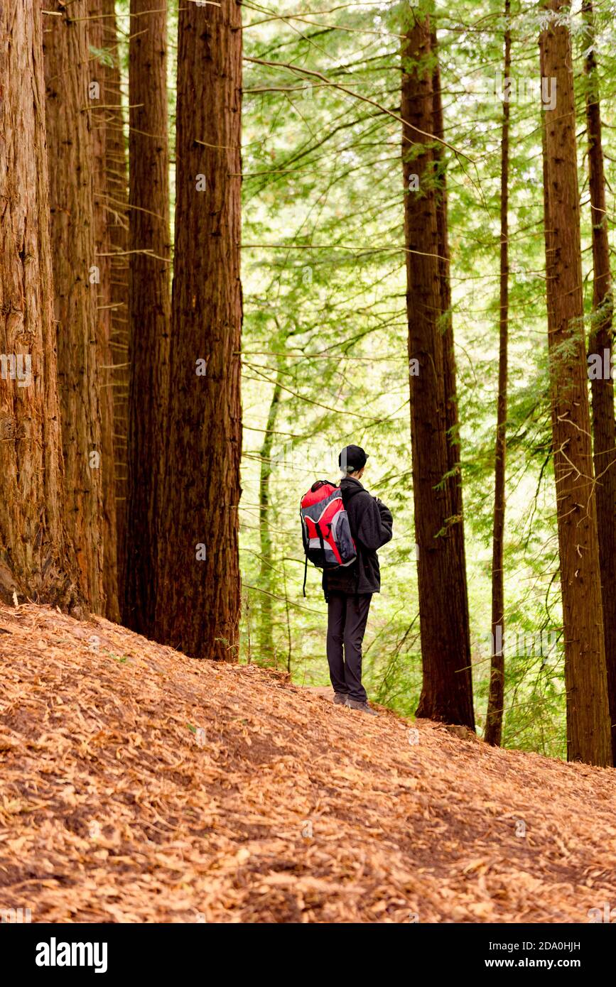 Vue sur le côté touristique féminine avec sac à dos debout dans les bois Et profiter du paysage étonnant de grands arbres à Monte Cabezon Monument naturel de Sequoi Banque D'Images