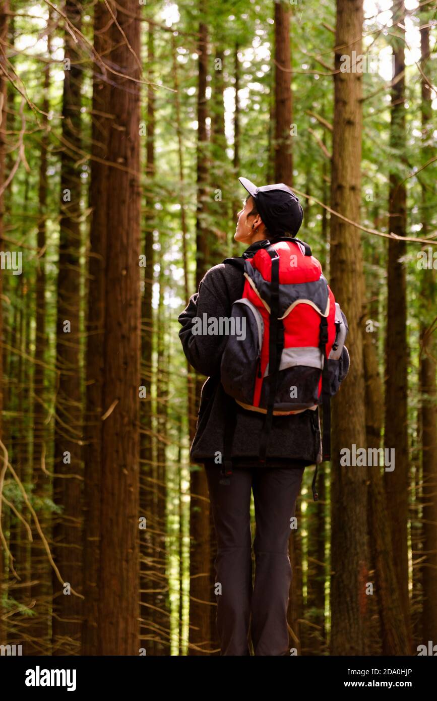 Vue arrière touriste femelle avec sac à dos debout dans les bois et Profitez d'un paysage incroyable de grands arbres à Monte Cabezon Natural Monument de Sequoias Banque D'Images