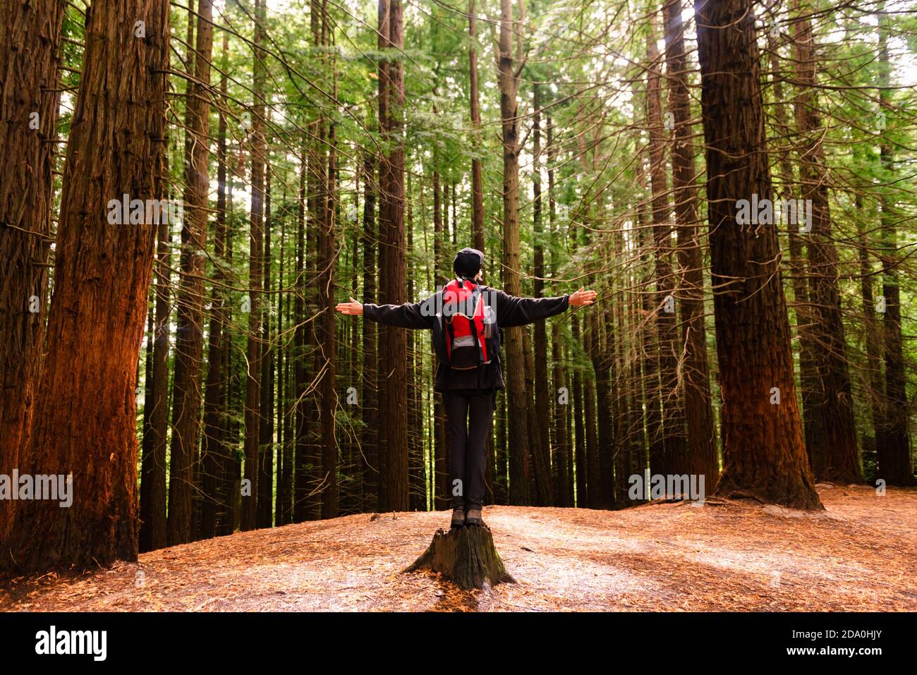 Vue arrière angle bas de touristes méconnaissables debout dans les bois Avec des bras étirés et en profitant de la liberté à Monte Cabezon Natural Monument de Sequo Banque D'Images
