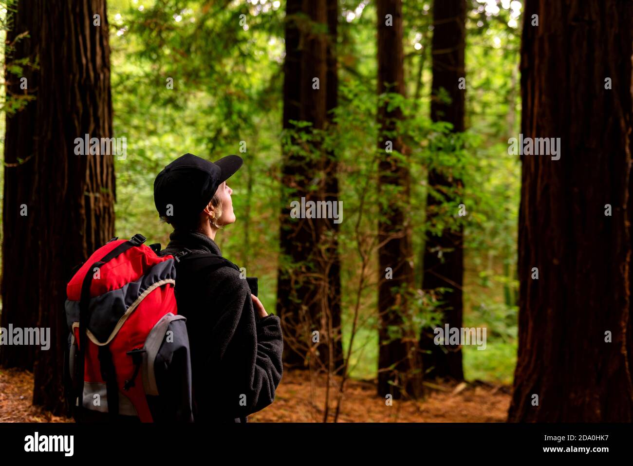 Vue latérale du contenu touristique féminin avec sac à dos debout bois et profiter de paysages étonnants de grands arbres à Monte Monument naturel de Cabezon de Seq Banque D'Images