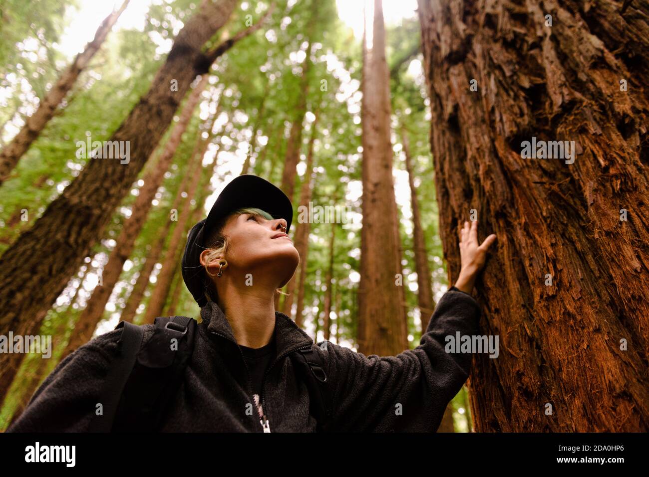 De dessous de la femelle touriste debout près de l'immense arbre dans Monte Cabezon Monument naturel de Sequoias et regarder vers le haut pendant profiter de la nature en vacances Banque D'Images