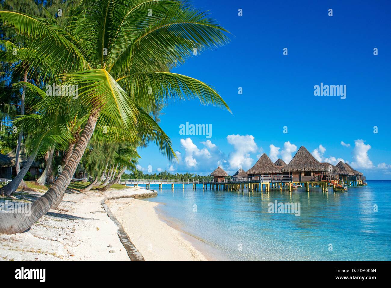 Palmiers et plage du Luxury Hotel Kia ora Resort & Spa sur Rangiroa, îles Tuamotu, cuisine française Banque D'Images