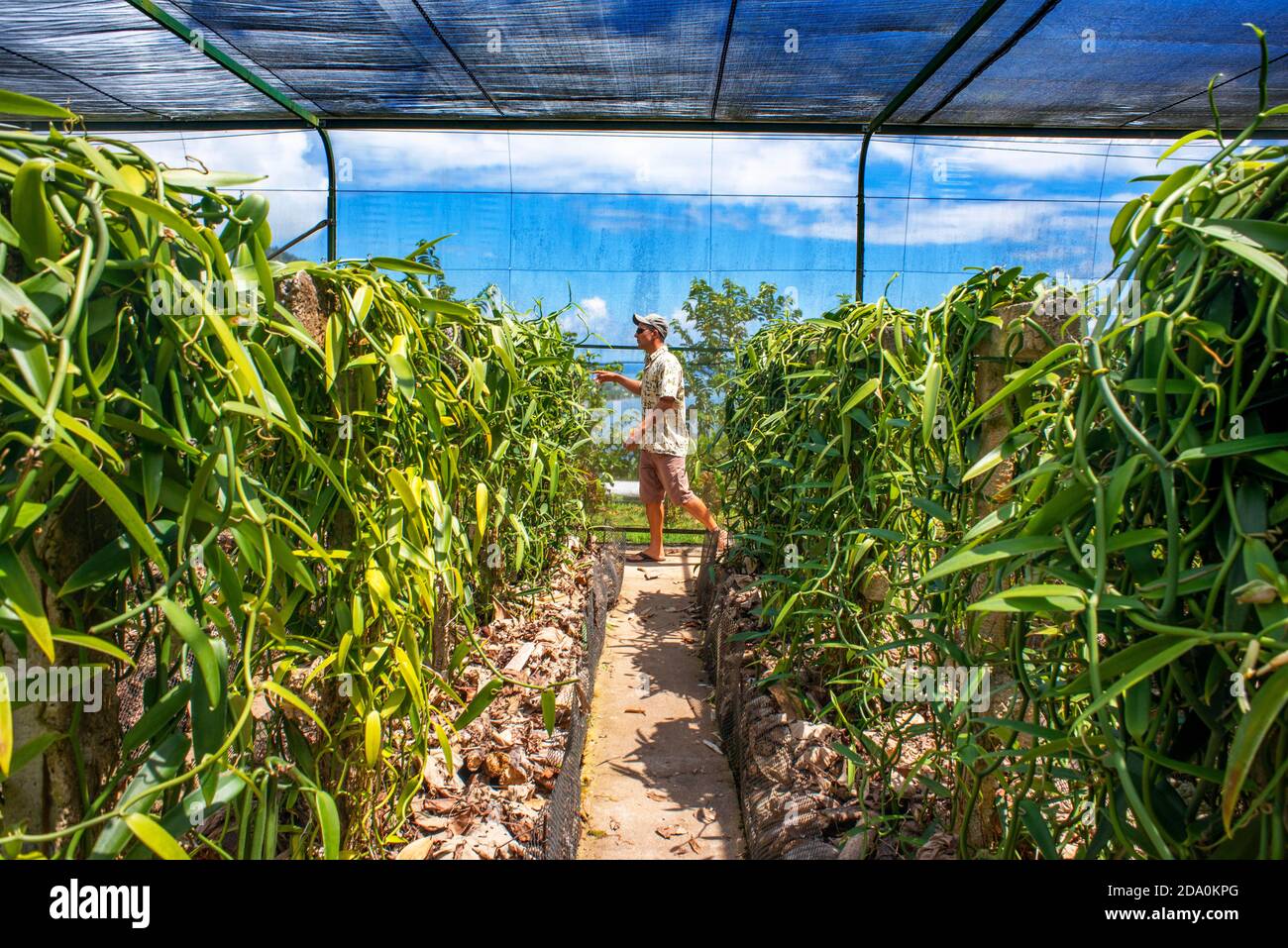 Moorea, Polynésie française, Iles de la Société, Pacifique Sud. Sur une surface d'environ 280m² avec des plantes à la vanille cultivées sur des tuteurs artificiels. Ce type de Banque D'Images