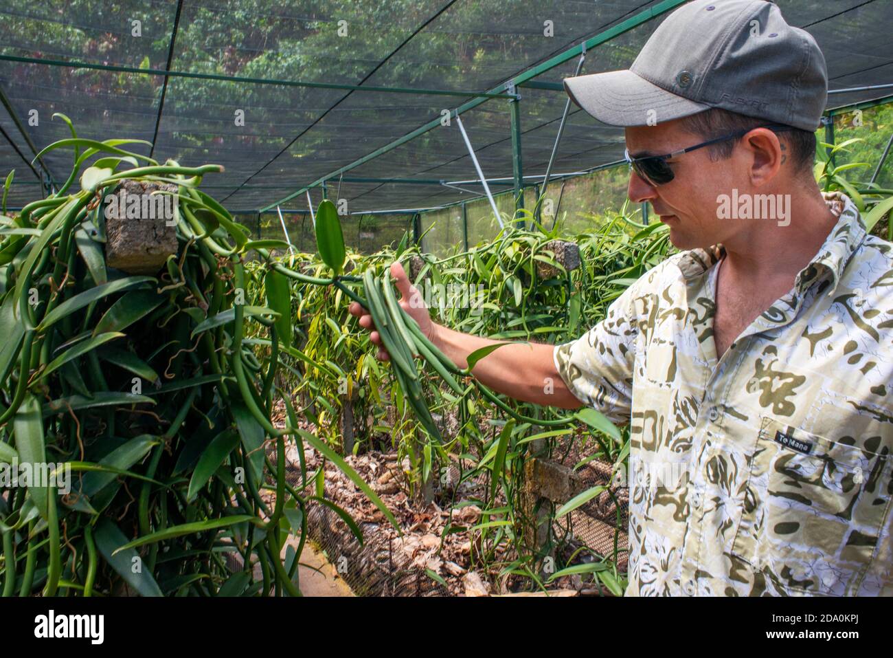 Moorea, Polynésie française, Iles de la Société, Pacifique Sud. Sur une surface d'environ 280m² avec des plantes à la vanille cultivées sur des tuteurs artificiels. Ce type de Banque D'Images