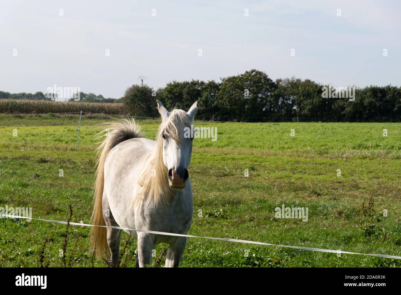 Un cheval dans un pré Banque D'Images