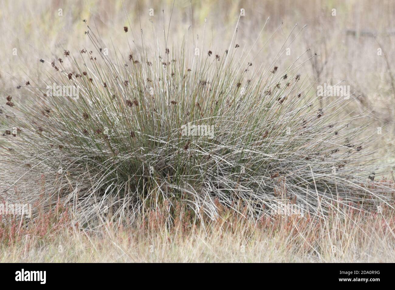 Juncus acutus, la pointe épineuse, la pointe vive ou la pointe pointue. Réserve naturelle de Guadalhorce, Málaga, Andalousie, Espagne. Banque D'Images