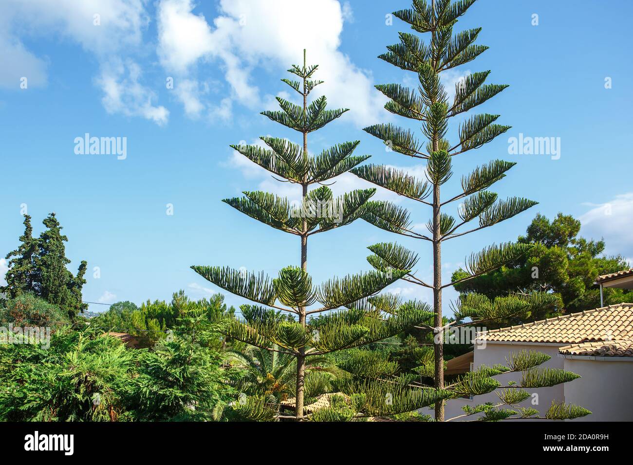 Araucaria pousse contre un ciel nuageux sur un Soleil clair jour Banque D'Images