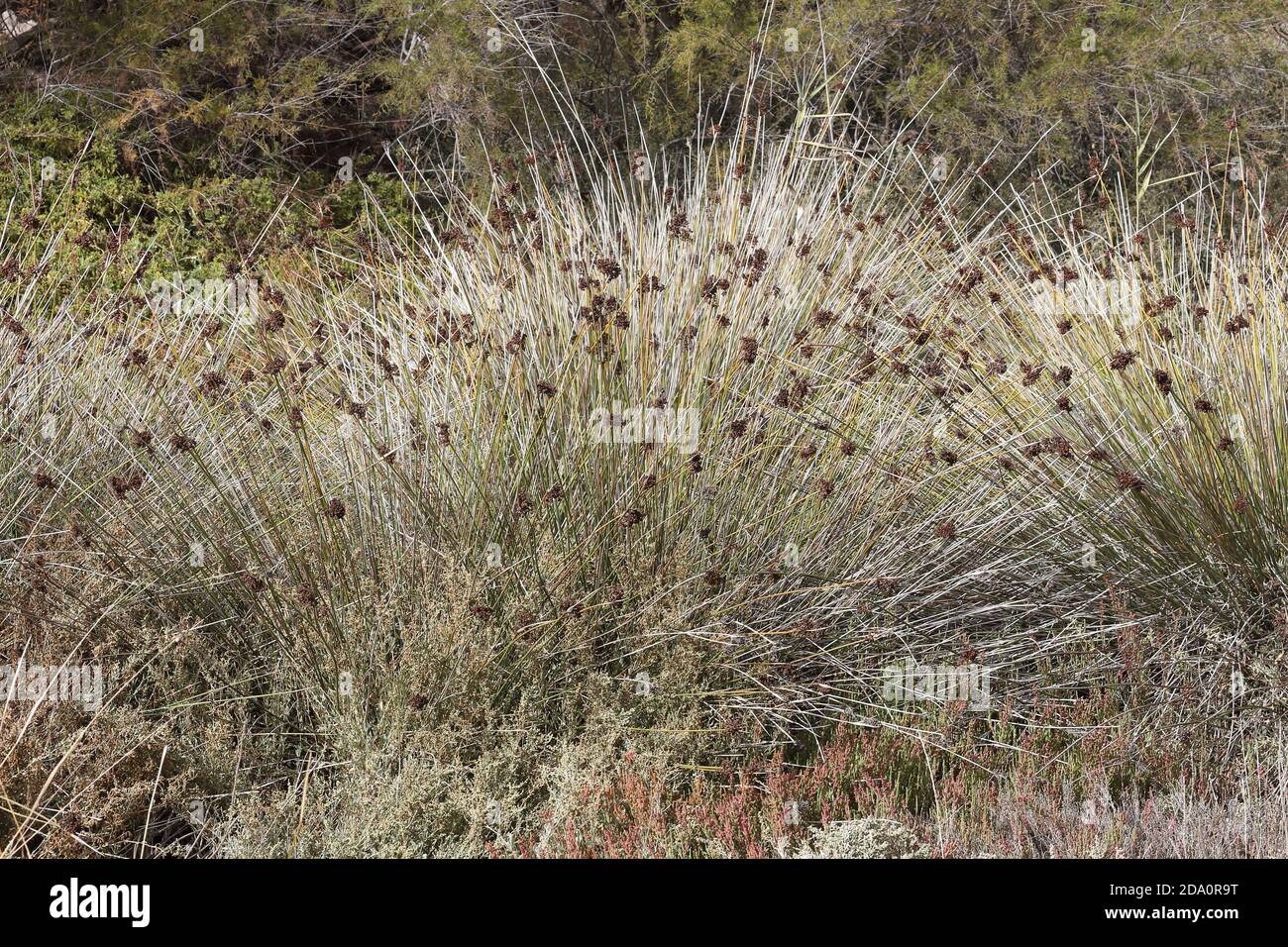 Juncus acutus, la pointe épineuse, la pointe vive ou la pointe pointue. Réserve naturelle de Guadalhorce, Málaga, Andalousie, Espagne. Banque D'Images