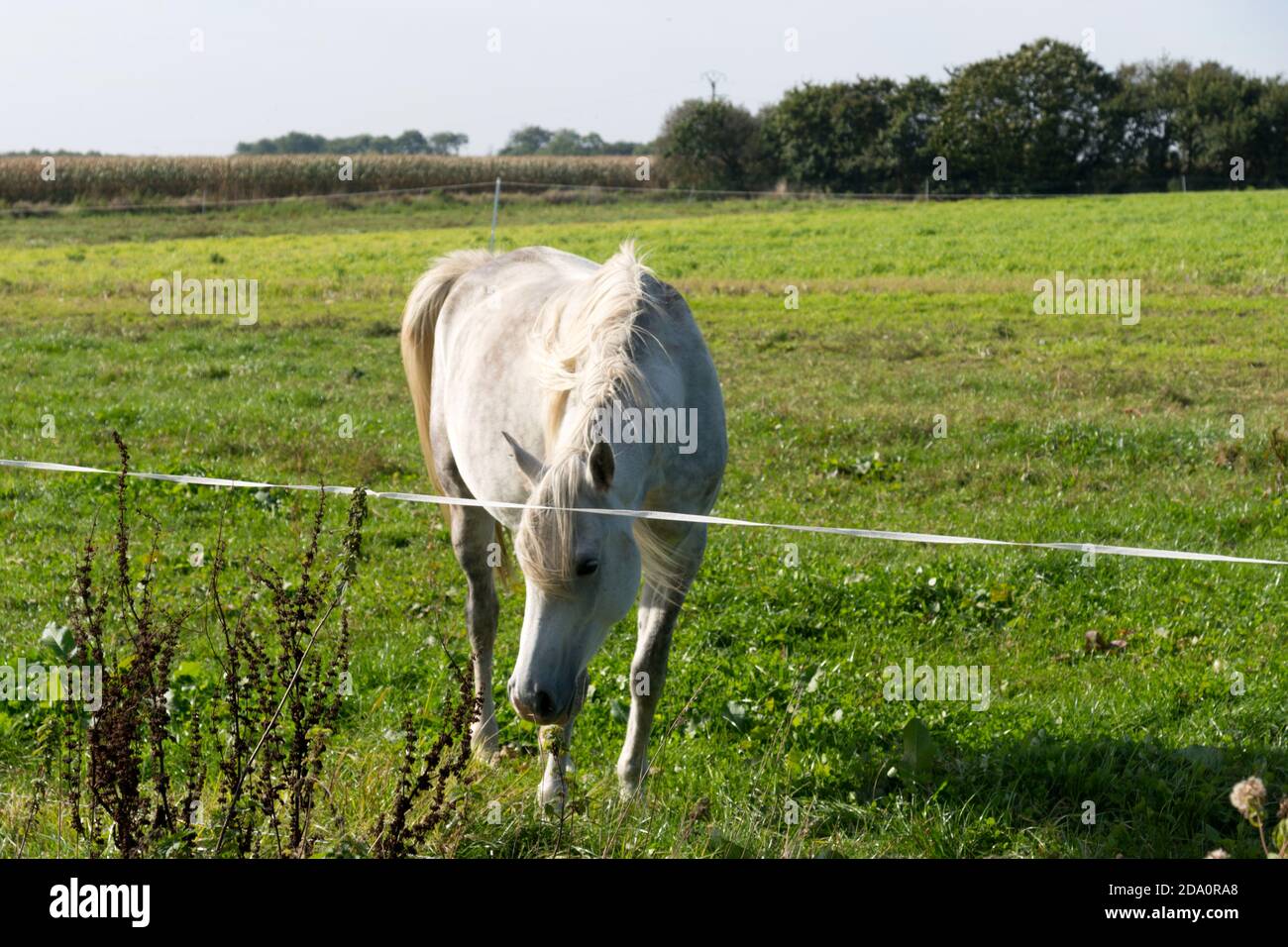 Un cheval dans un pré Banque D'Images