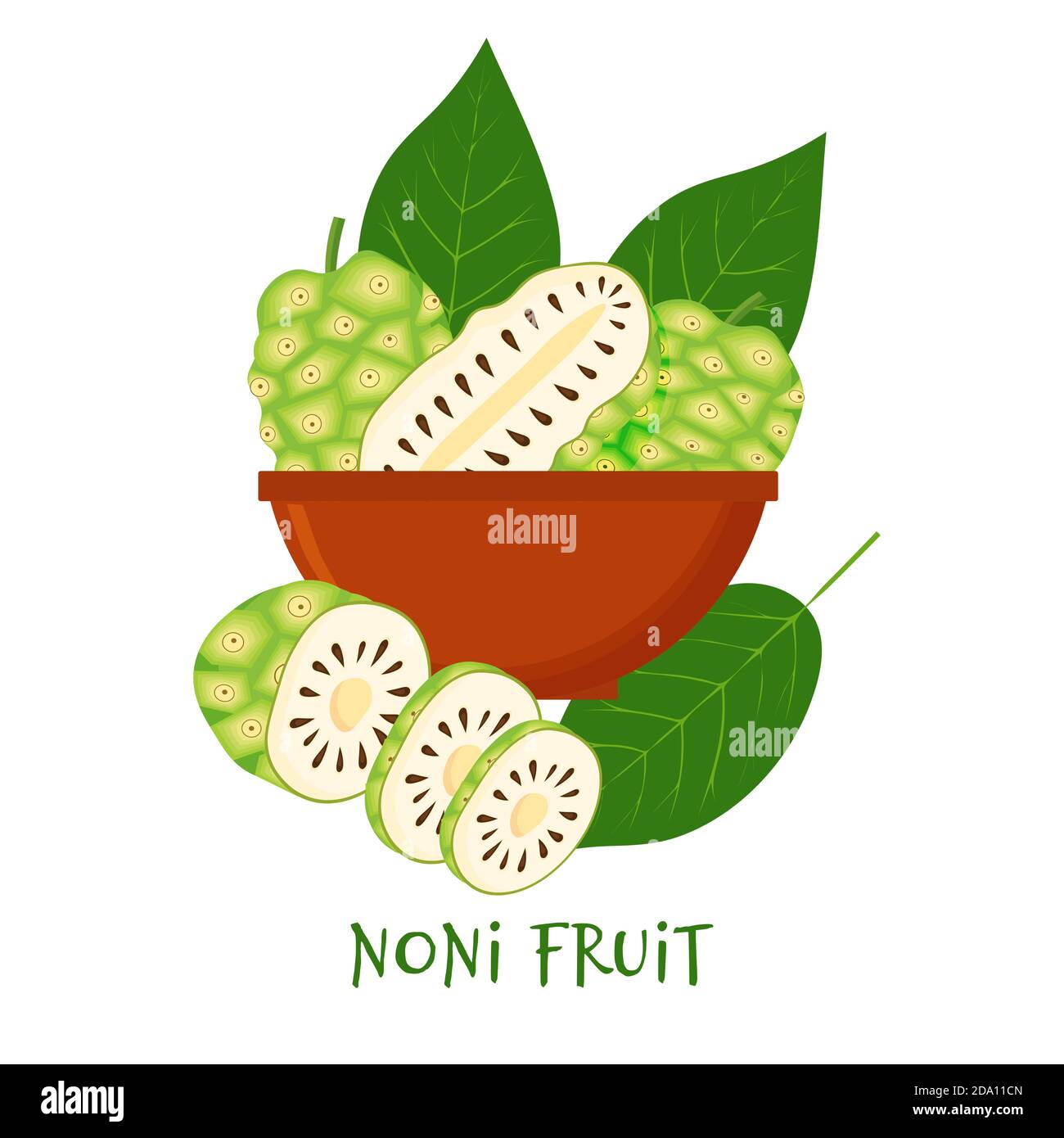 Morinda citrifolia, fruit noni, superalimentation isolée sur fond blanc dans un bol. Aliments biologiques sains. Illustration de dessin animé vectoriel. Illustration de Vecteur