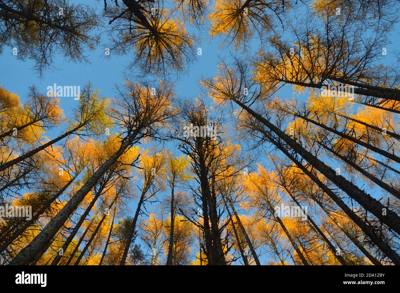 Vue sur de grands troncs d'arbres sombres et une voûte d'arbres orange vif contre un ciel bleu profond, dans la forêt de Rogie Falls, Scottish Highlands, Royaume-Uni. Banque D'Images